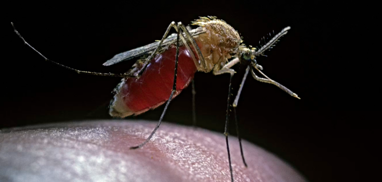 o-que-voce-precisa-saber-sobre-o-virus-que-circula-no-pais-e-fez-uma-vitima-fatal
