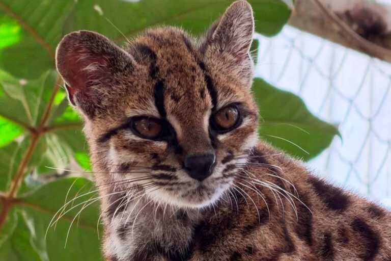 Tilcayo: conheça nova espécie de felino descoberta por brasileiros tilcayo:-conheca-nova-especie-de-felino-descoberta-por-brasileiros